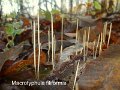 Macrotyphula juncea-amf411-1